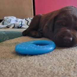 Labrador Retriever Puppies from PSJ Puppies, Holistic Pet Foods