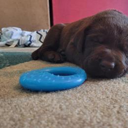 Labrador Retriever Puppies from PSJ Puppies, Holistic Pet Foods