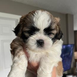 Oliver - Tricolor male Shih Tzu puppy in Reading, Michigan from You Little Shih-tzu’s 😊