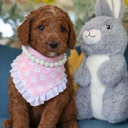 Lady - Red  female Goldendoodle puppy in Yuciapa, California from AlltheDoodlez_