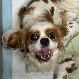 Lexi - Cavalier King Charles Spaniel