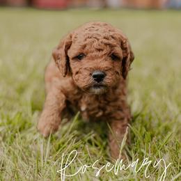 Rosemary - Red  female Goldendoodle puppy in Patterson, California from Dooling Doodles