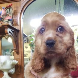 Girl 1, "Snuggles" - Red and white Cocker Spaniel puppy in Bend, Oregon from Cuddle Bug's Cocker Spanielss