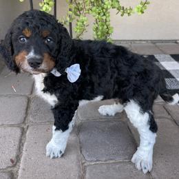 Maui - Tri-color male Bernedoodle puppy in Superior, Arizona from Mountain Bridge Doodles