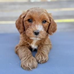 Luna (purple collar) - Apricot female Goldendoodle puppy in Twin Falls, Idaho from Magic Valley Family Doodles
