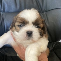 Boy 5 Beau - Liver and white male Shih Tzu puppy in Troy, Michigan from "Shihtzu Best Friend"
