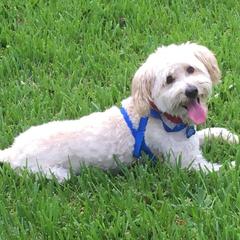 Diego - Double Doodle