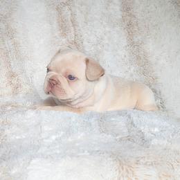 Black Collar Boy - Cream male French Bulldog puppy in Melba, Idaho from Frost's Frenchies
