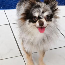 Penny - Chocolate merle female Pomeranian puppy in Los Angeles, California from Pommies of LA