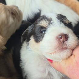 Kingston tricolored - Parti male Miniature Schnauzer puppy in Panama City, Florida from Emerald Coast Schnauzers