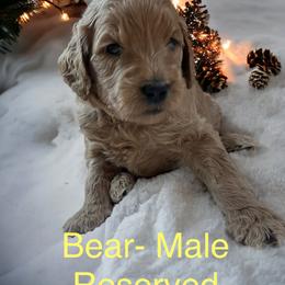 Bear-Yellow Collar - Apricot Goldendoodle puppy in Augusta, Maine from Bridgewood Doodle Farm LLC.