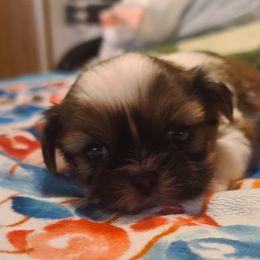 Puppy 5 - Tricolor male Shih Tzu puppy in Belleville, Michigan from Patricia's Heavenly Earth Angels