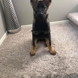German Shepherd Puppies from Sonnenhügel Shepherds