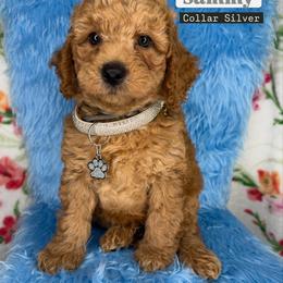 Sammy (Silver) - Cream male Goldendoodle puppy in Miami, Florida from Katy's Toy Poodles