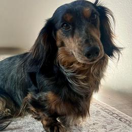 Bulliet - Dachshund