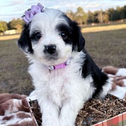 Purple collar - Black and white female Aussiedoodle puppy in 32046, Florida from River Hill Ranch