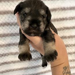 Gabbys Salt and Pepper Girl 2 - front paws black - Salt and pepper female Miniature Schnauzer puppy in Floyd, Virginia from Little River Puppies