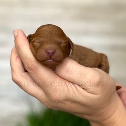 Aqua - Apricot female Goldendoodle puppy in St George, Utah from Picture Perfect Doodles