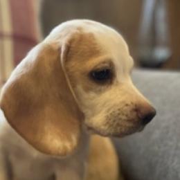Beagles and Dachshunds from Dells  Dachshund’s