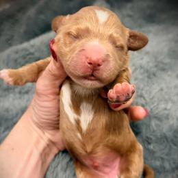 Casanova - Red  male Goldendoodle puppy in Bradenton, Florida from Christianna’s Mini Goldendoodles