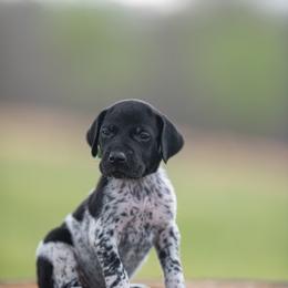Boy 1 - Black roan male German Shorthaired Pointer puppy in Greensburg, Kentucky from Nosam Kennels- Hungarian Vizslas, and German Shorthairs Located in Kentucky