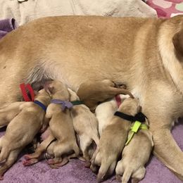 Labrador Retriever puppies from Sycamore Kennels