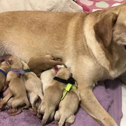 Labrador Retriever puppies from Sycamore Kennels