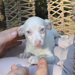 Icy - White male Chihuahua puppy in East Camden, Arkansas from RoyAl