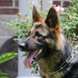 Goldy - German Shepherd