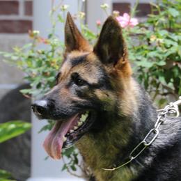 Goldy - German Shepherd