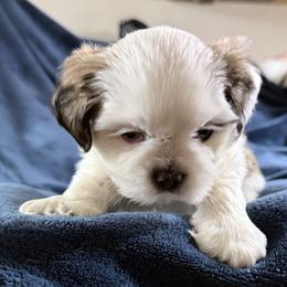 Maple - Parti male Lhasa Apso puppy in Waterford, Connecticut from Floofie Butts