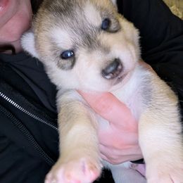 Admiral - Gray and white male Siberian Husky puppy in Wisconsin from Liberty Siberians