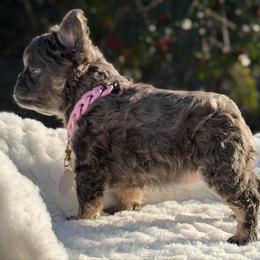 Miss Halo - Lilac tri-color female Bulldog puppy in Rockledge, Florida from BV Bulldogs