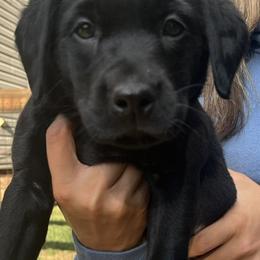 Red collar male - Black male Labrador Retriever puppy in Stokesdale, North Carolina from Belews Creek Gundogs