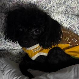Shere - Poodle
