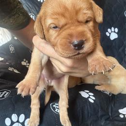 Female 4 - Yellow female Labrador Retriever puppy in Wardensville, West Virginia from Sager’s Labrador Puppies