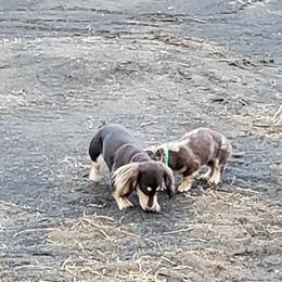 Dachshunds from Dynamic Doxies