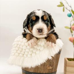 Oregon - Tri-color male Bernedoodle puppy in Hudson, Indiana from TurkeyCreek-K9