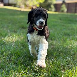 Kate - Orange Collar - Sable female Poodle puppy in Monroe, North Carolina from The Klepper Homestead