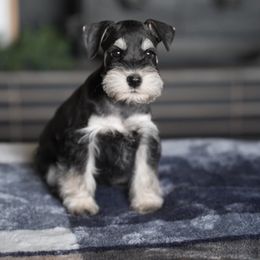 Reserved - Miniature Schnauzer puppy from Snowflake Schnauzers