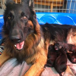 "K litter, Spring 2022" German Shepherd Puppies from Schonwasser Shepherds