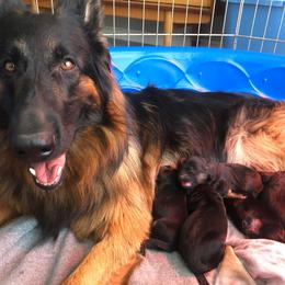 "K litter, Spring 2022" German Shepherd Puppies from Schonwasser Shepherds