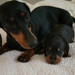 Dachshund Puppies from Bridge Creek Dachshunds