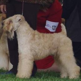 Soft Coated Wheaten Terriers from Dhowden Soft Coated Wheaten Terriers