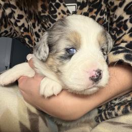 Girl 1-Blue Merle - Blue merle female Australian Shepherd puppy in Mayfield, Kentucky from Hamilton Farms
