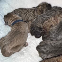 Second pick female - Gray and fawn female Cane Corso puppy in Sault Ste Marie, Michigan from Willow Creek Cane Corsos