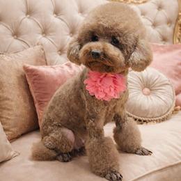 Fiona - Red  female Poodle puppy in San Diego, Temecula, Ontario, California from Yorkie & Maltese Royalty