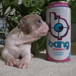 Boston Terrier puppies from Glacier Bark Boston Terriers