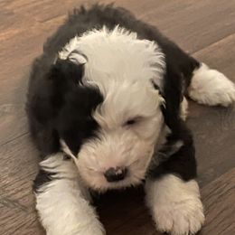 Sheepadoodle Puppies from Bns Sheepadoodles