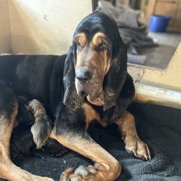 Lottie - Bloodhound